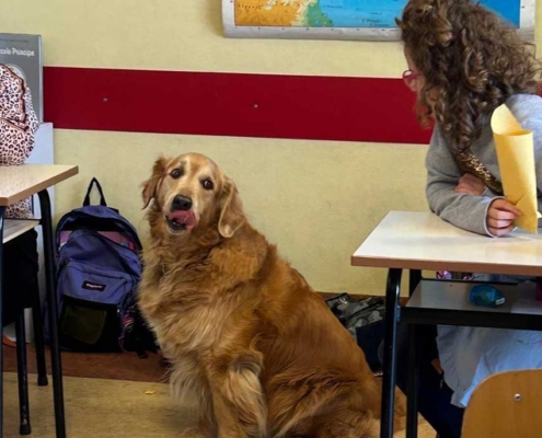 Fish & Chips, l'attività organizzata dalla scuola primaria di casciago